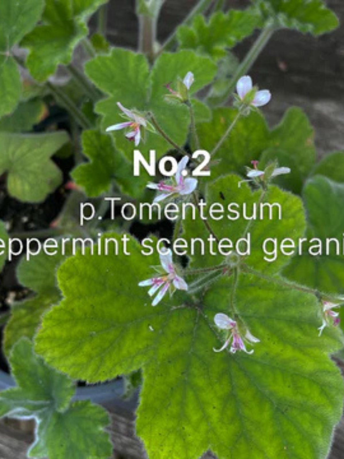Iris Fashion - C.ATHERLEY - NO2 - Hand-Cream - Geranium