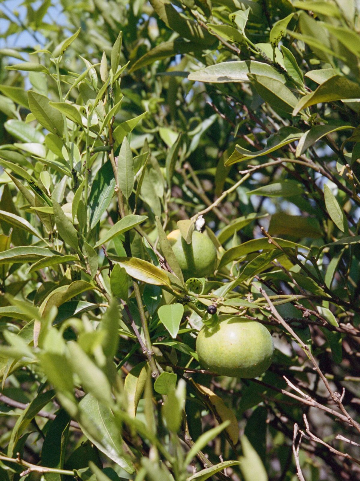 Hand & Body Wash - Bergamot / Patchouli - 450 ml