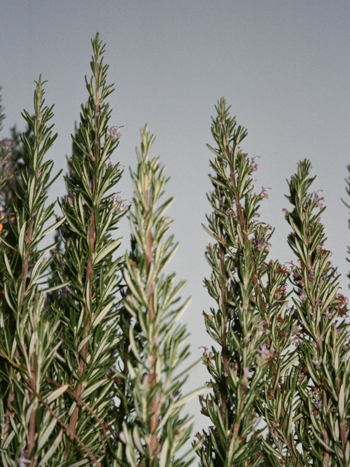 Hand & Body Wash - Sage / Rosemary / Lavender - 450 ml