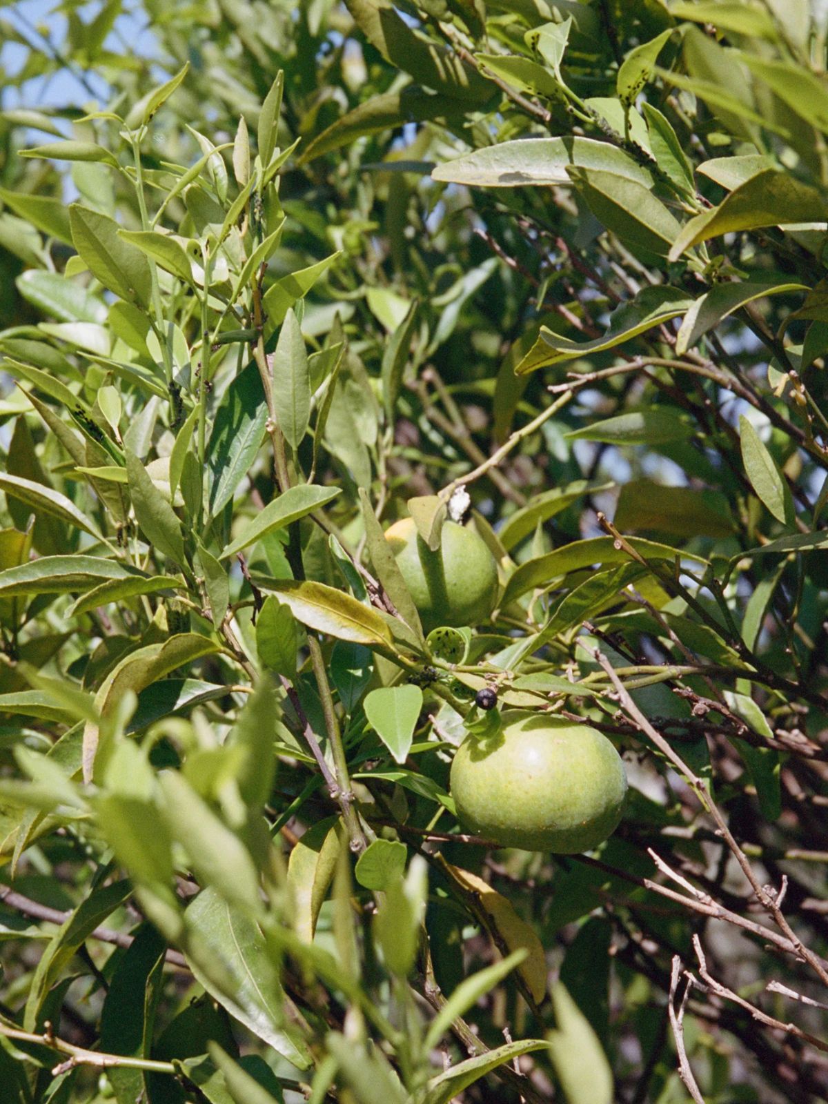 Body Lotion - Bergamot / Patchouli - 240 ml