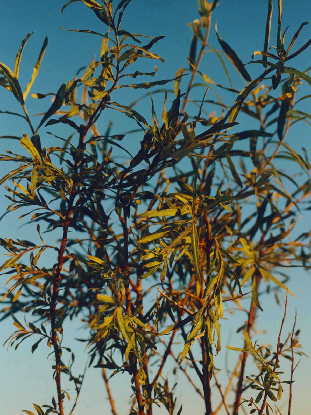 Essential Cleansing Oil - Sea Buckthorn/ Sea Aster - 60 ml