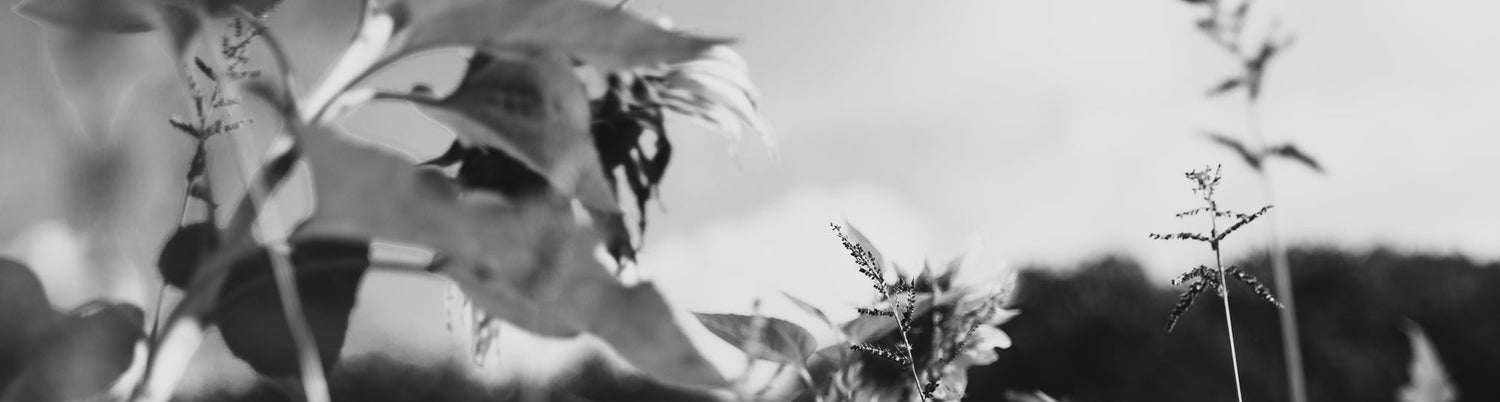 La Vie