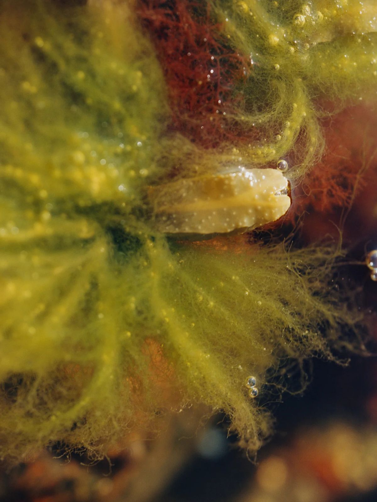 Replenishing Serum  - Moss Extract/ Green Algae - 30 ml