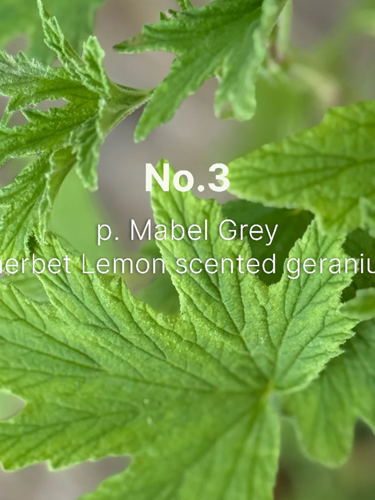 Iris Fashion - C.ATHERLEY - NO3 - Hand-Cream - Geranium