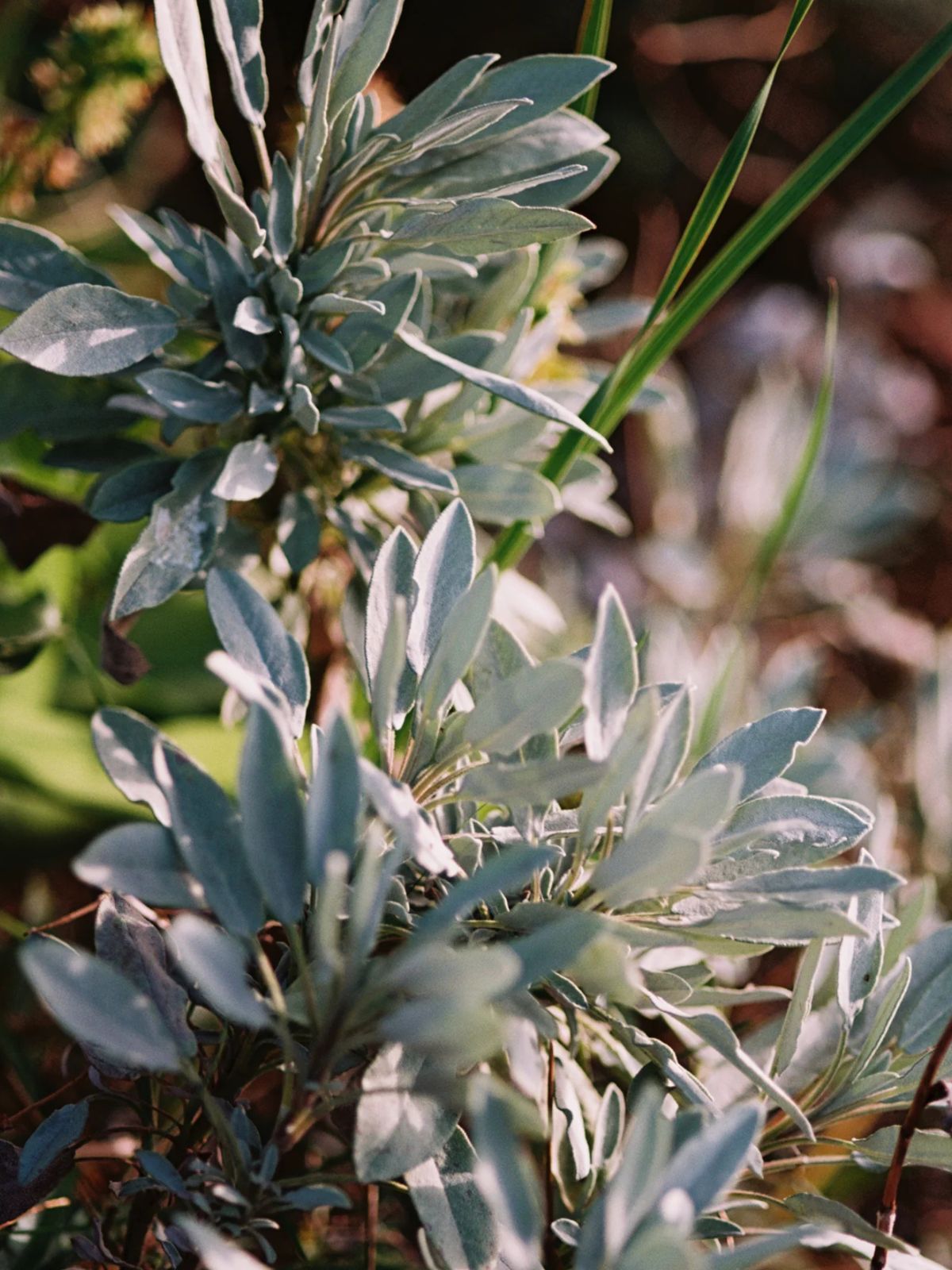 Hand & Body Wash - Sage / Rosemary / Lavender -  450 ml