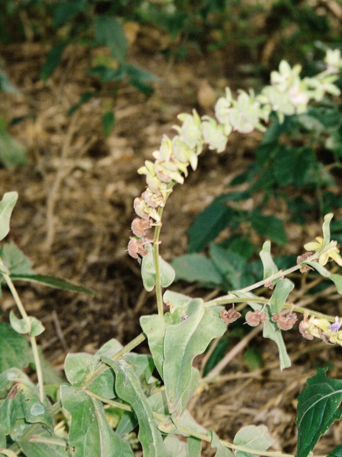Body Lotion - Bergamot / Patchouli - 240 ml