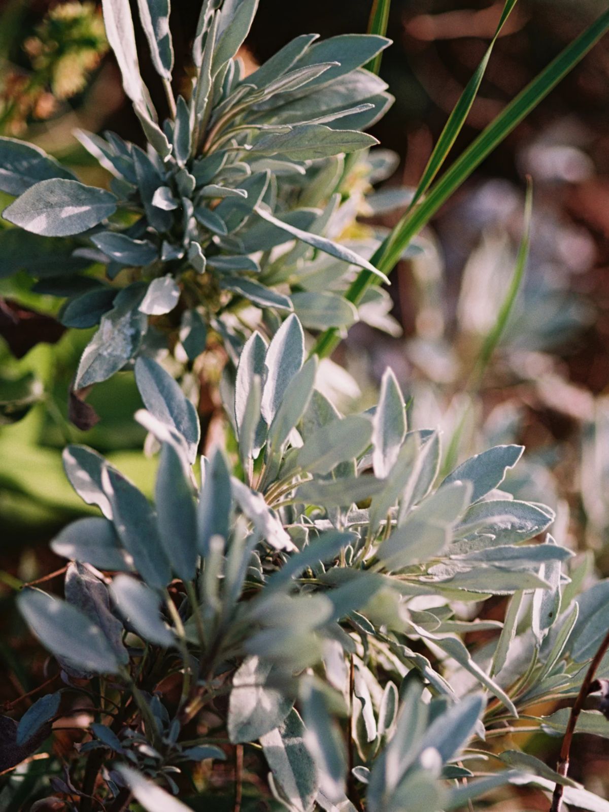 Body Lotion  - Sage / Rosemary / Lavender - 240 ml