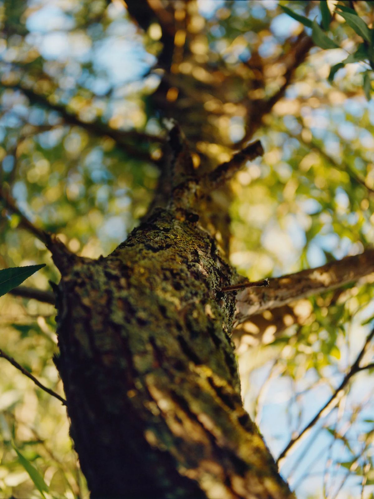 Mild Cleansing Gel  - Willow Bark/ Birch Sugars - 60 ml