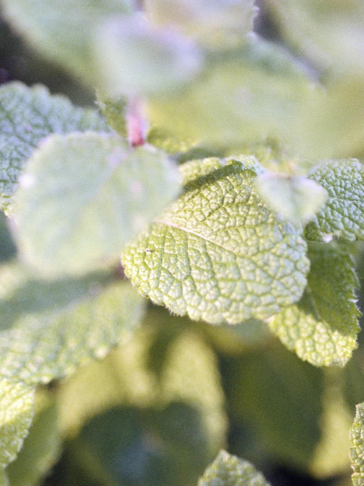 Foot cream - peppermint / Patchouli - 70 ml