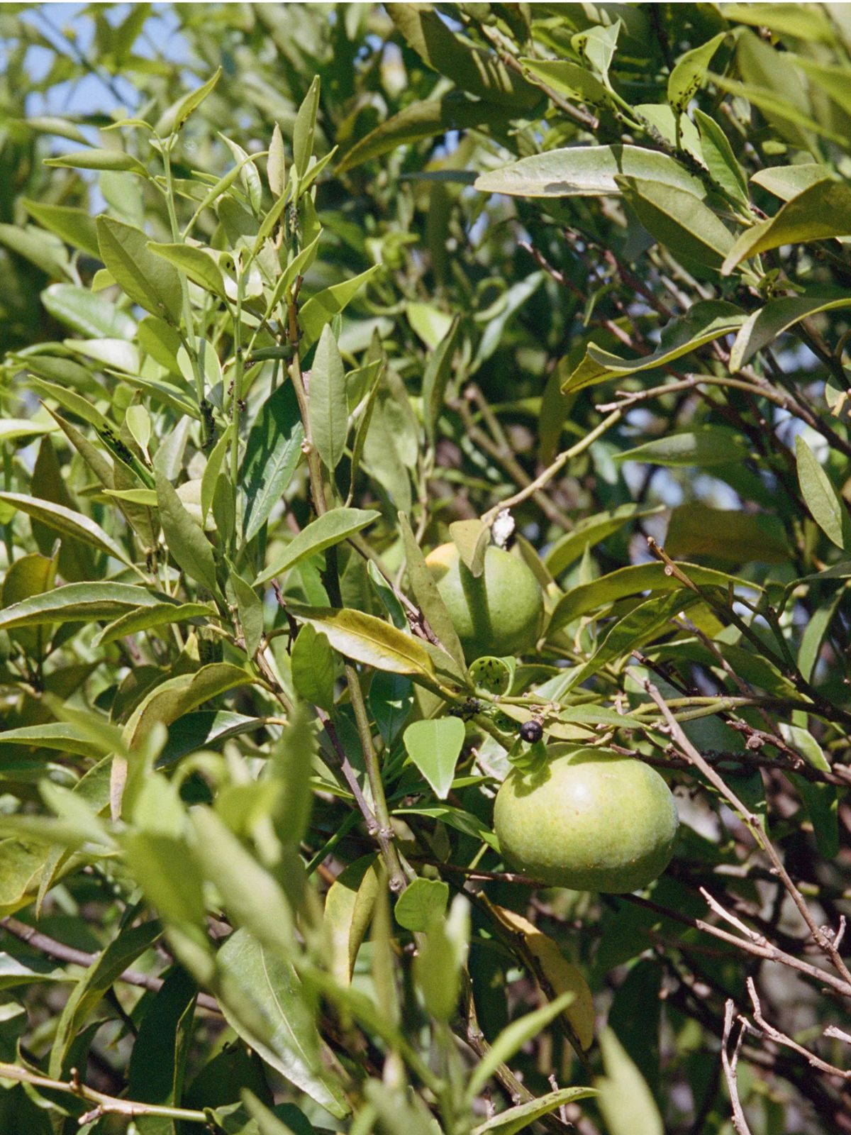 Hand Cream - Bergamot / Patchouli - 30 ml