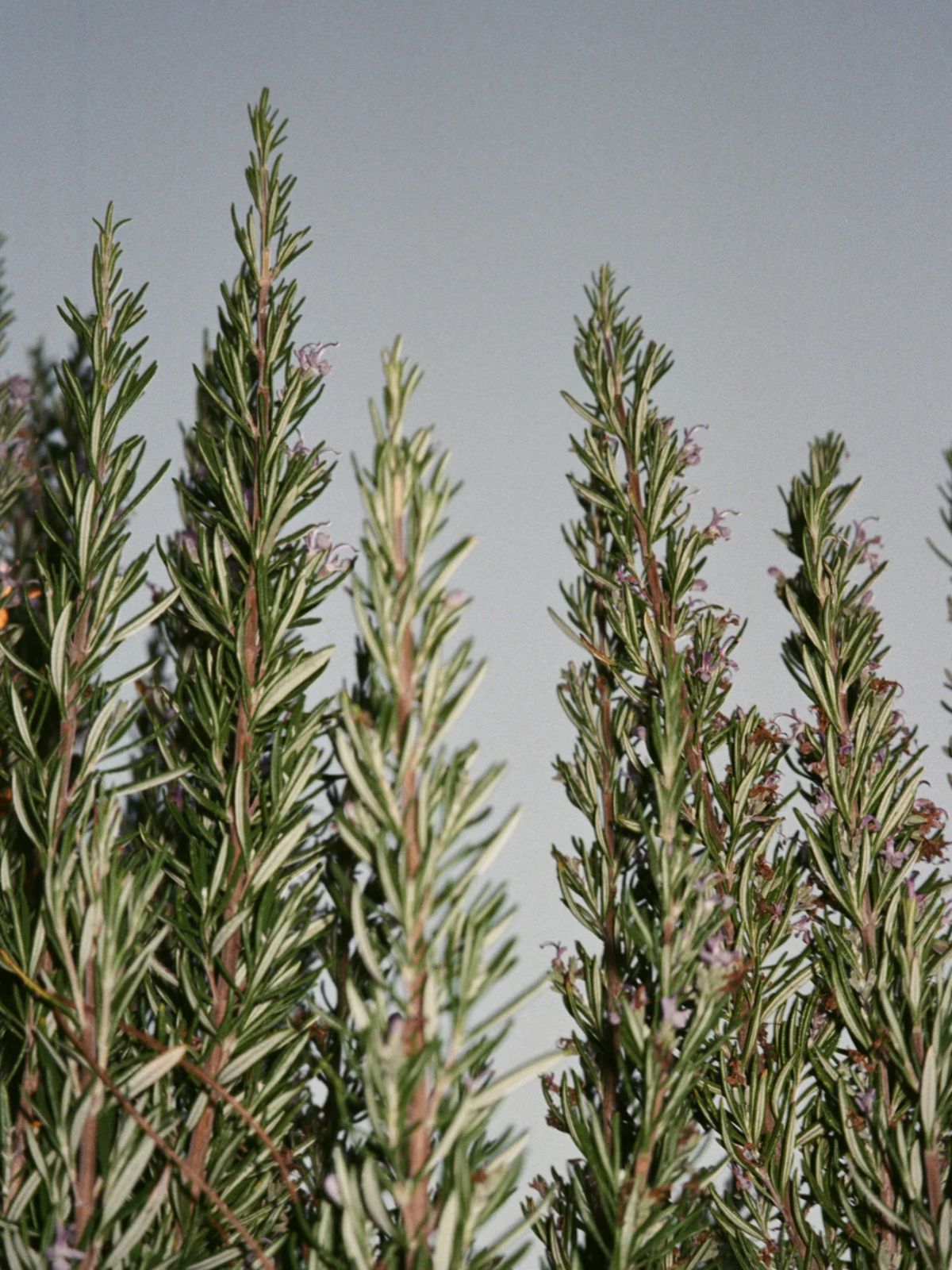 Hand Cream  - Sage / Rosemary / Lavender - 30 ml