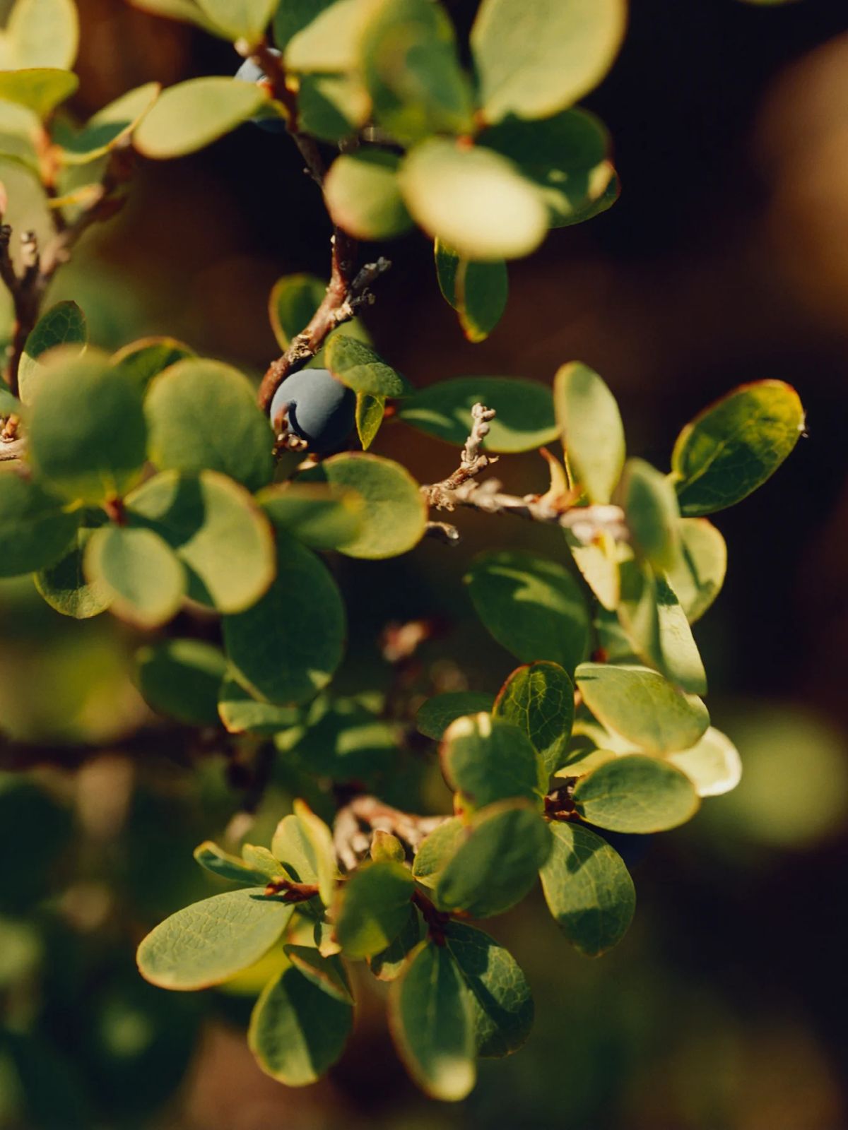 Regenerating Cream - Sea Aster / Bilberry - 50ml