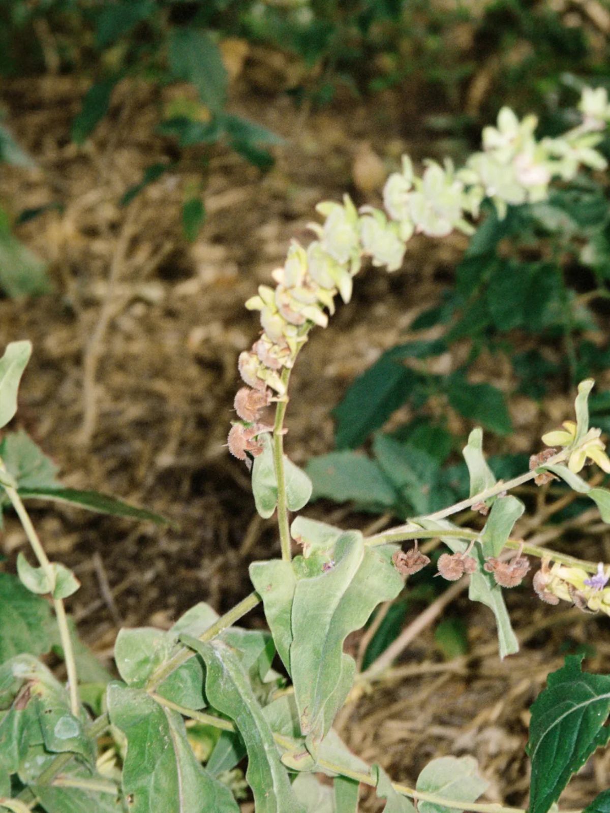 Sea Salt Scrub - Bergamot / Patchouli - 420 gr