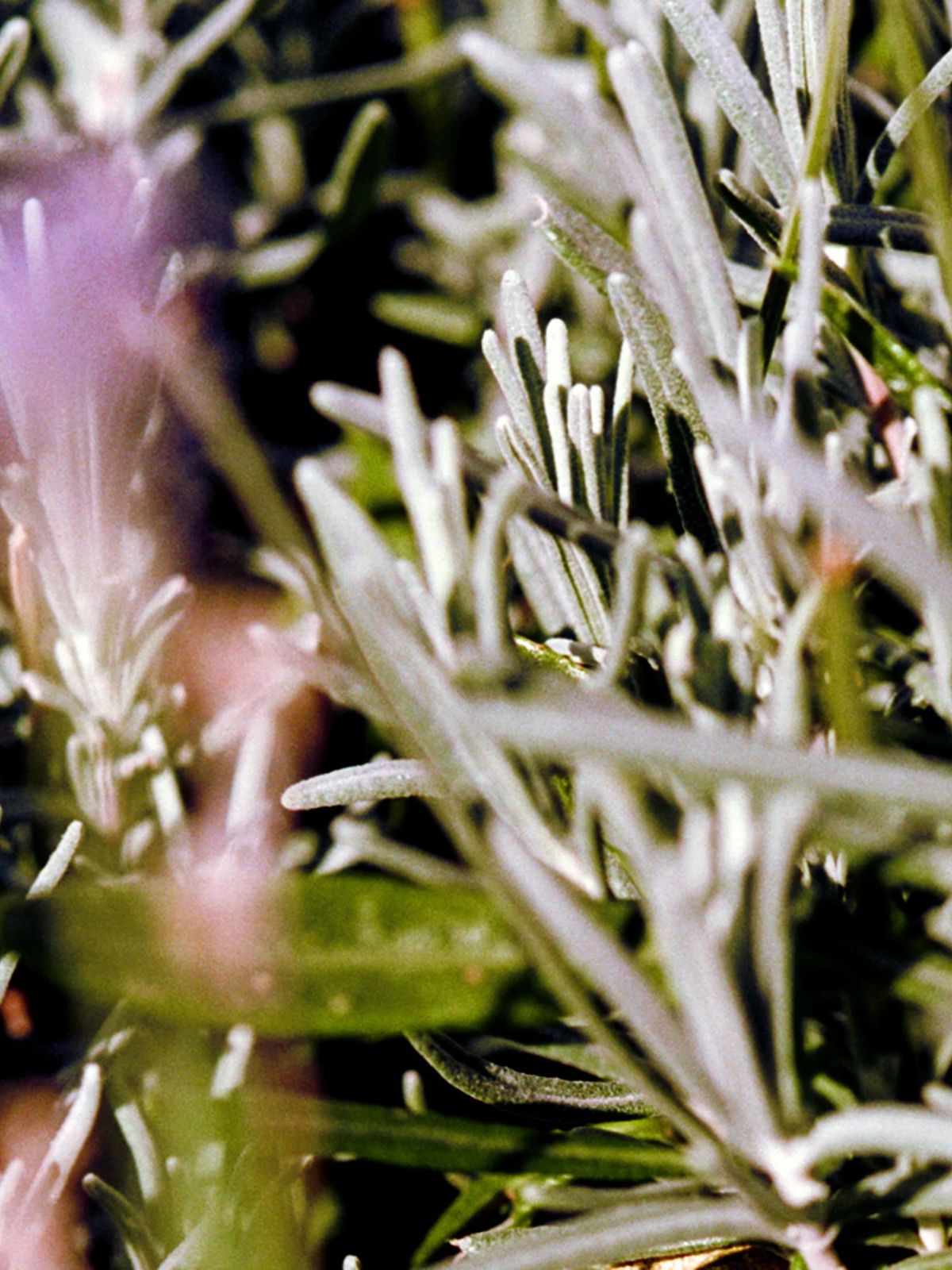 Sea Salt Scrub - Sage / Rosemary / Lavender - 420 gr